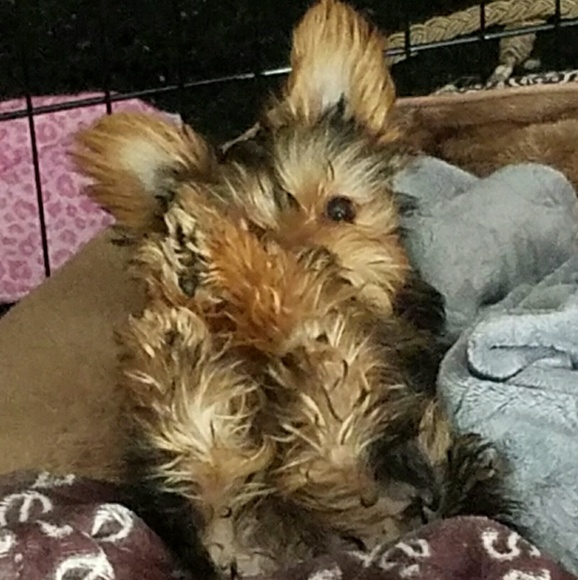 Meet your Posher, Dorothy - Picture 2 of 6